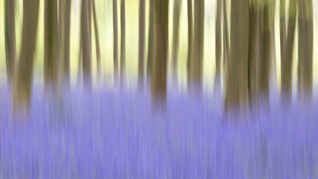 Creative shot of bluebells in the South downs national park using ICM (Intentional Camera Movement)