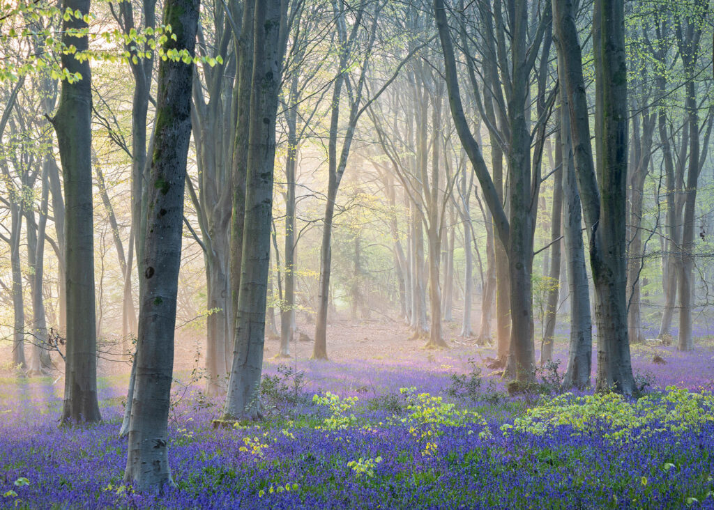 Bluebell woods in Micheldever, Hampshire, England.