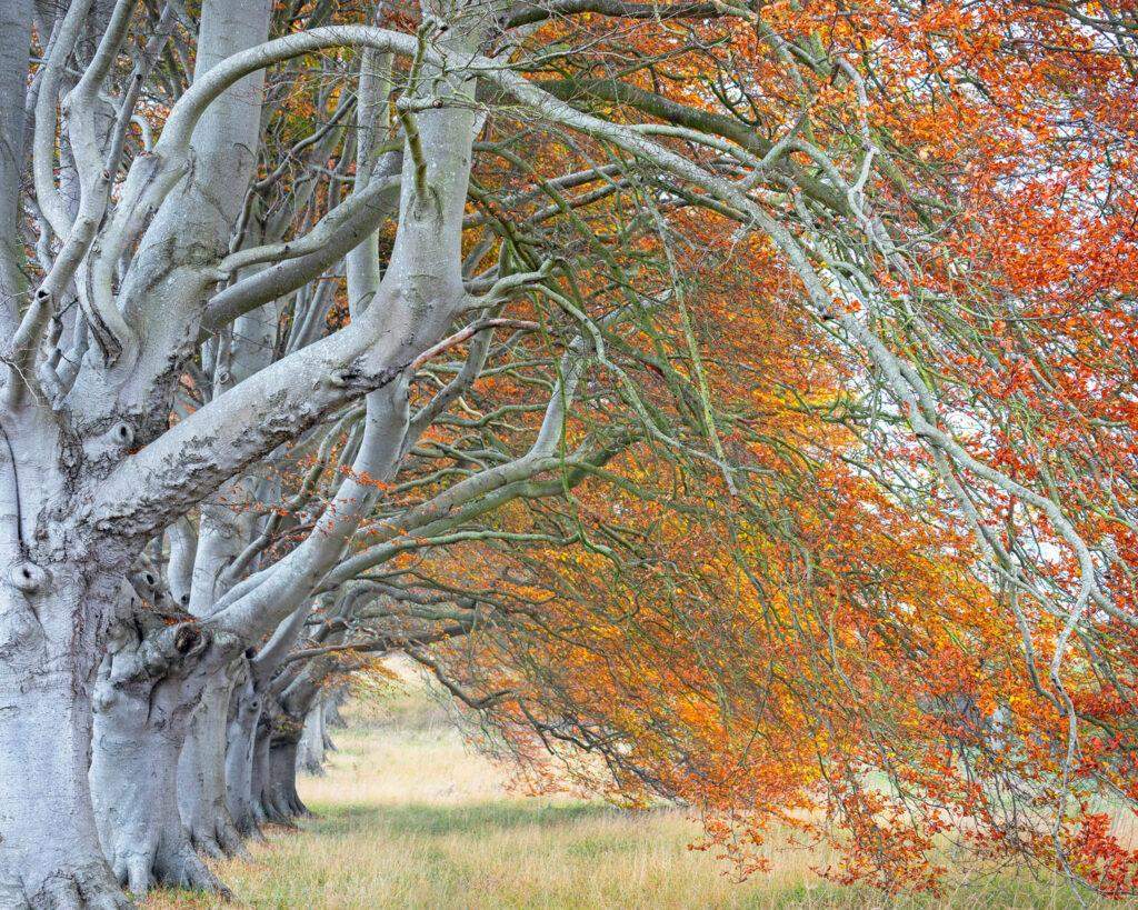 Photo of Beech Avenue - kingston lacy - dorset