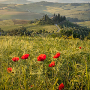 Poppy field in Tuscany. Buy a fine art print online.