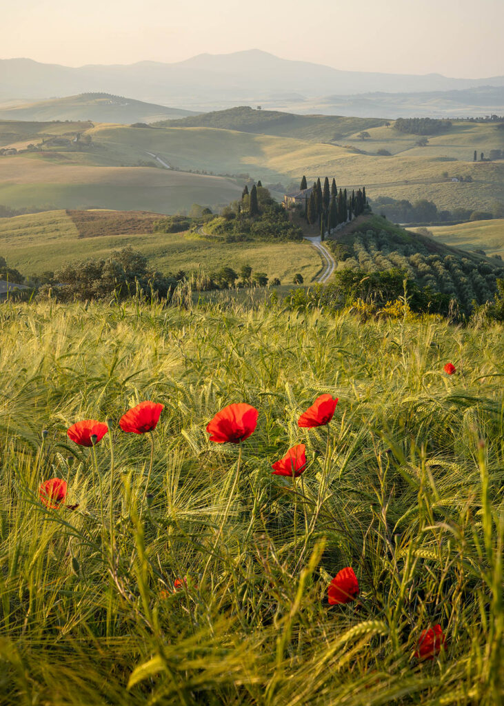 Poppy field in Tuscany. Buy a fine art print online.