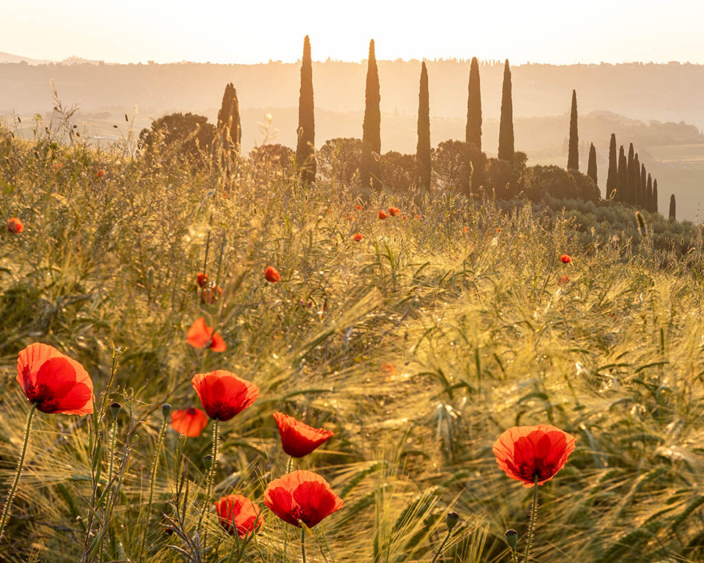 Poppy field in Tuscany. Buy a fine art print online.