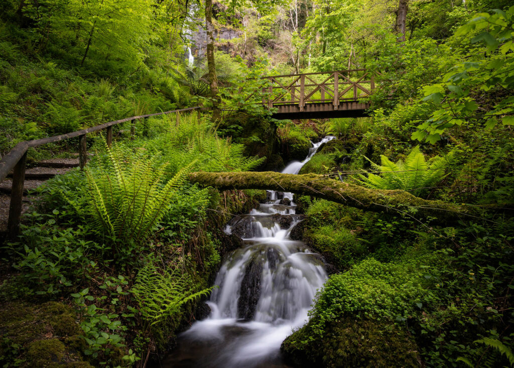 Fallen tree over hidden falls in Devon, England.