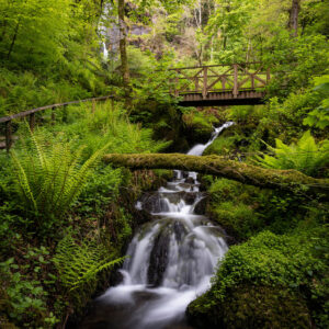 Fallen tree over hidden falls in Devon, England.