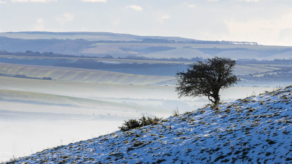 Lone tree in the South Downs