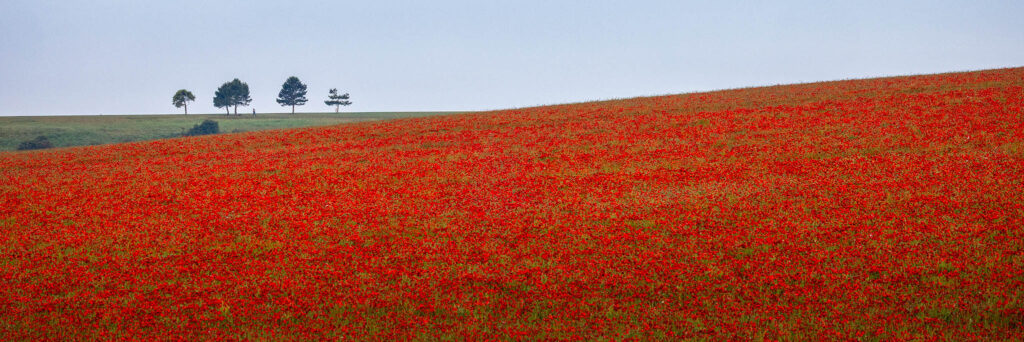The Walker, South Downs National Park, England.