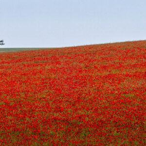 The Walker, South Downs National Park, England.